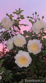 Crocus Rose® Crocus Rose®