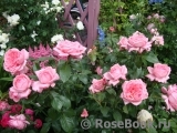 La Rose de Molinard ® La Rose de Molinard ®