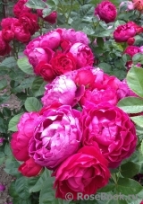 Ascot Ascot