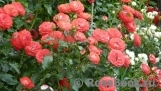 Planten un Blomen® Planten un Blomen®