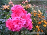 Rosarium Uetersen Rosarium Uetersen