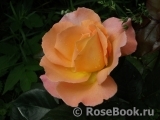 Rosemary Harkness Rosemary Harkness