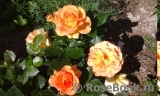 Bernstein-Rose Bernstein-Rose