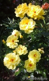Friesia Friesia