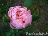 The Alnwick Rose The Alnwick Rose