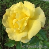 Yellow Fairy Yellow Fairy