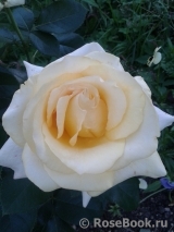 Wainwright Rose, The Wainwright Rose, The
