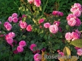 Baronesse Baronesse