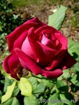 Johann Wolfgang von Goethe Rose® Johann Wolfgang von Goethe Rose®
