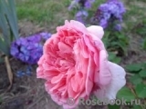 Abraham Darby Abraham Darby