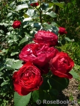 Traviata Traviata