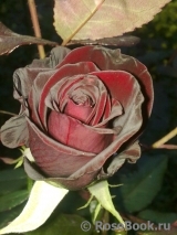 Black Baccara Black Baccara