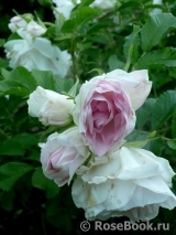 Ritausma Ritausma