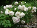 Ritausma Ritausma