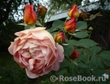 Lady of Shalott Lady of Shalott