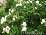 Rosa rugosa f. Alba Rehder