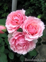 La Rose Bordeaux La Rose Bordeaux