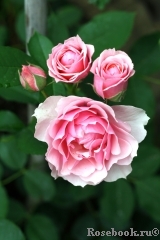 La Rose Bordeaux La Rose Bordeaux