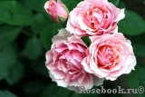 La Rose Bordeaux La Rose Bordeaux