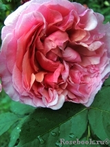Laduree ® Laduree ®