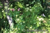 Lovely Green ® Lovely Green ®