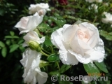 Aspirin Rose Aspirin Rose