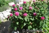 Rose de Rescht Rose de Rescht