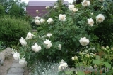 Crocus Rose® Crocus Rose®
