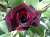 Black Baccara Black Baccara