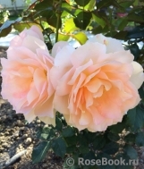 Chandos Beauty Chandos Beauty