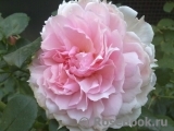 The Wedgwood Rose The Wedgwood Rose