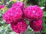 Falstaff® Falstaff®