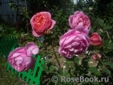 Boscobel Boscobel