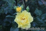Friesia Friesia