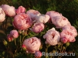 The Alnwick Rose The Alnwick Rose