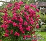 Excelsa Excelsa