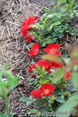 Bienenweide Rot Bienenweide Rot