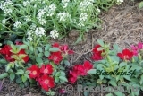 Bienenweide Rot Bienenweide Rot