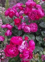 Ascot Ascot