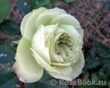 Lovely Green ® Lovely Green ®