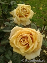 Pride and Prejudice Pride and Prejudice
