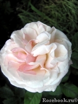 Eliane Gillet Eliane Gillet