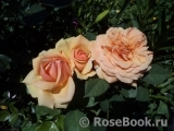 Abraham Darby Abraham Darby