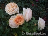 Abraham Darby Abraham Darby