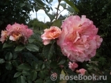 Augusta Luise Augusta Luise