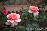 Poesie Poesie