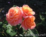 Rosemary Harkness Rosemary Harkness