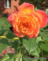 Gartenspass ® Gartenspass ®