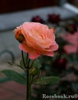 Rosemary Harkness Rosemary Harkness