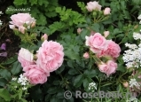 Rosenfee Rosenfee
